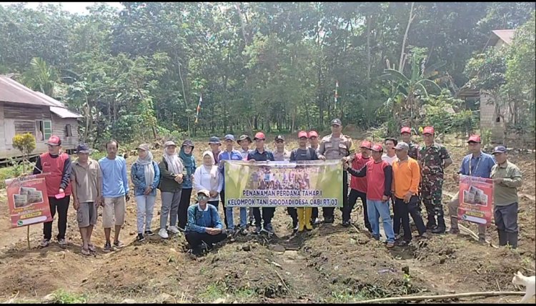 Tanam Perdana Kelompok Tani Sidodadi Binaan Aiptu Zainuddin Bentuk Dukungan Asta Cita