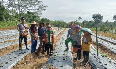 Dukung Penanaman Jagung Pipil Bhabinkamtibmas Hadir  Di Penanaman Jagung untuk Ketahanan Pangan