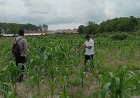 Polsek Cempaka Cek Lahan dan Lakukan Penyemprotan Jagung Pipil di Palam, Dukung Ketahanan Pangan