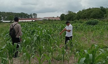 Polsek Cempaka Cek Lahan dan Lakukan Penyemprotan Jagung Pipil di Palam, Dukung Ketahanan Pangan