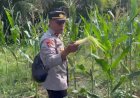 Polsek Awayan Dukung Program Asta Cita Presiden Lewat Penanaman Jagung untuk Ketahanan Pangan