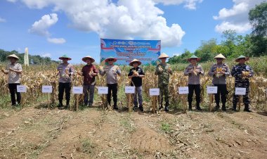 Optimis Jadi Daerah Sentra Jagung, Hasil Memuaskan Panen Jagung Kuartal ll Polda Kalsel Di Tanah Laut