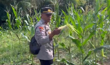 Polsek Awayan Dukung Program Asta Cita Presiden Lewat Penanaman Jagung untuk Ketahanan Pangan