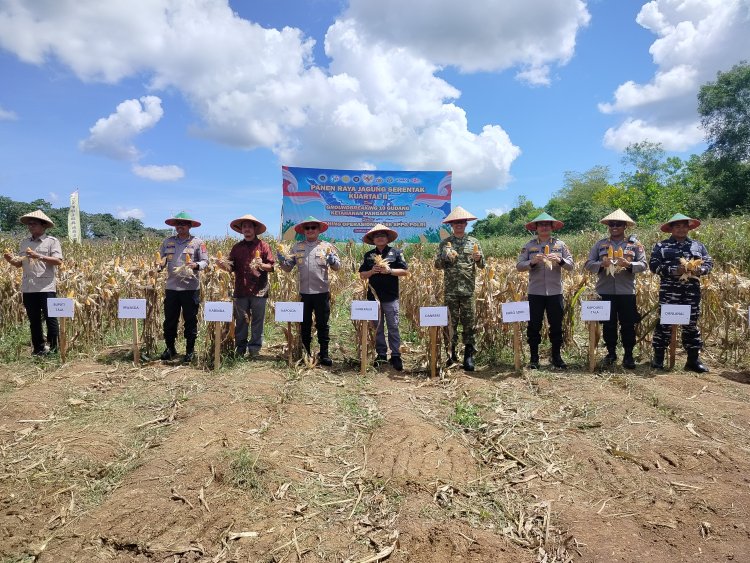Optimis Jadi Daerah Sentra Jagung, Hasil Memuaskan Panen Jagung Kuartal ll Polda Kalsel Di Tanah Laut