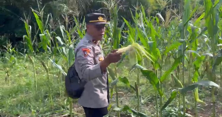 Polsek Awayan Dukung Program Asta Cita Presiden Lewat Penanaman Jagung untuk Ketahanan Pangan